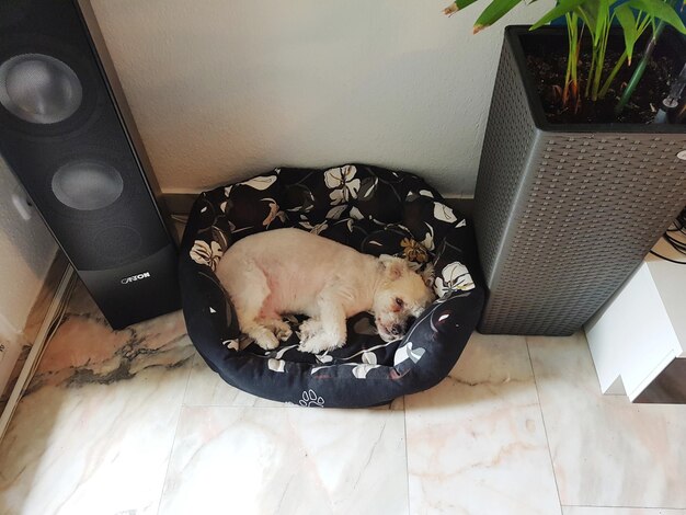 Vista de ángulo alto de un perro relajándose en casa