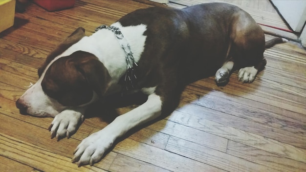 Foto vista de ángulo alto de un perro relajándose en el suelo de madera dura en casa