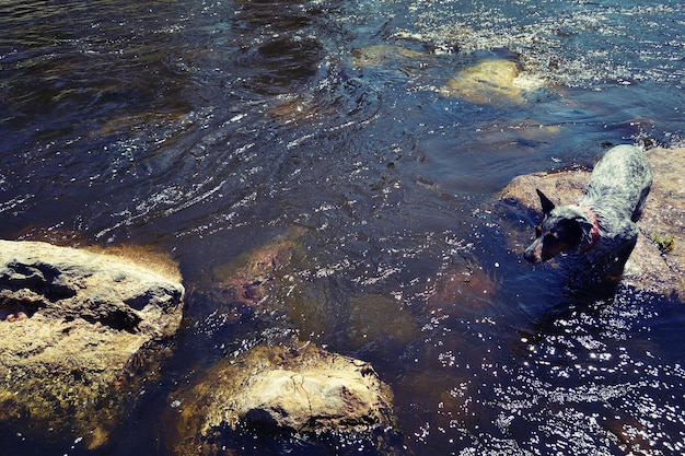 Foto vista de ángulo alto de un perro en una roca rodeada de un río