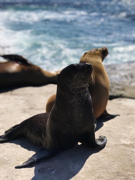 Vista de ángulo alto de un perro sentado en la playa