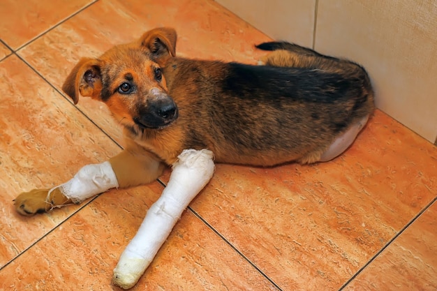 Foto vista de ángulo alto del perro tendido en el suelo