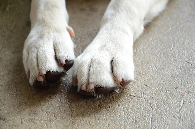 Foto vista de ángulo alto del perro tendido en el suelo