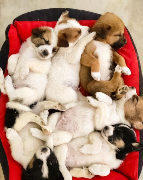 Foto vista de ángulo alto de perros durmiendo