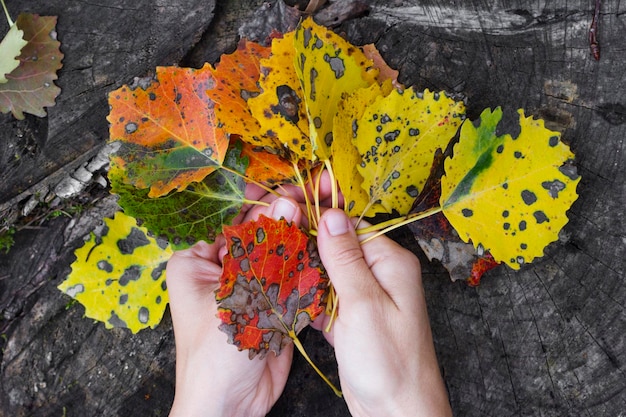 Foto vista de ángulo alto de una persona sosteniendo una hoja de arce de colores