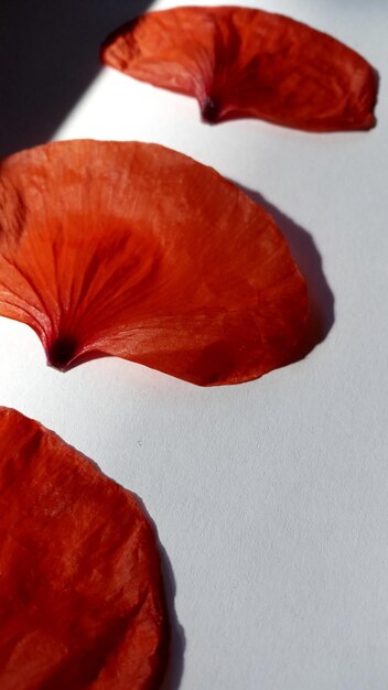 Foto vista de ángulo alto de pétalos de naranja en la mesa