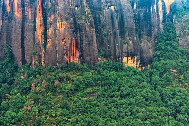 Foto vista de ángulo alto de pinos en el bosque