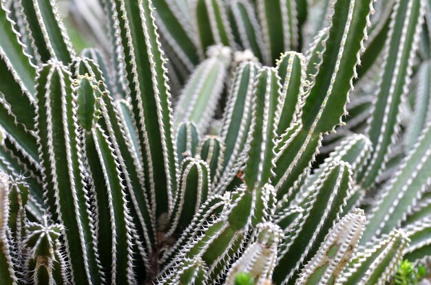 Vista en ángulo alto de la planta de cactus