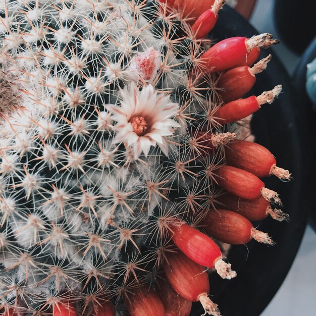 Foto vista en ángulo alto de la planta de cactus