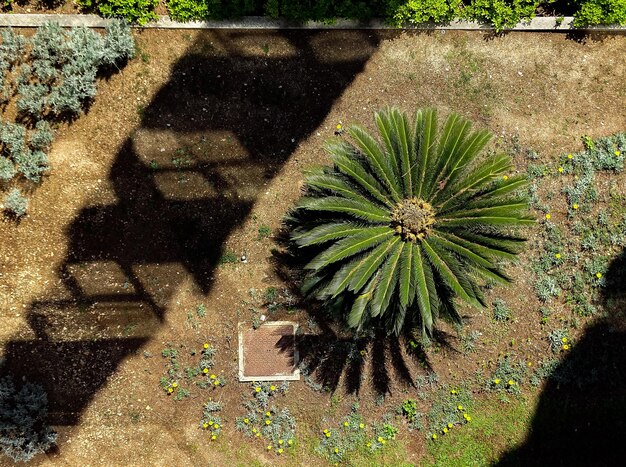 Foto vista en ángulo alto de la planta de cactus