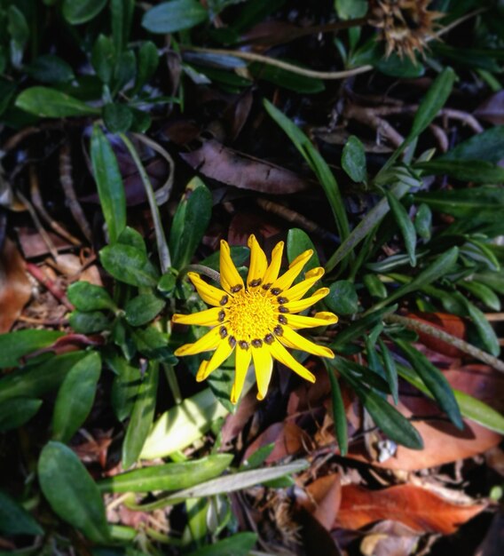 Foto vista de ángulo alto de una planta de flores amarillas que crece en el bosque