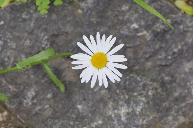 Vista en ángulo alto de una planta de flores blancas