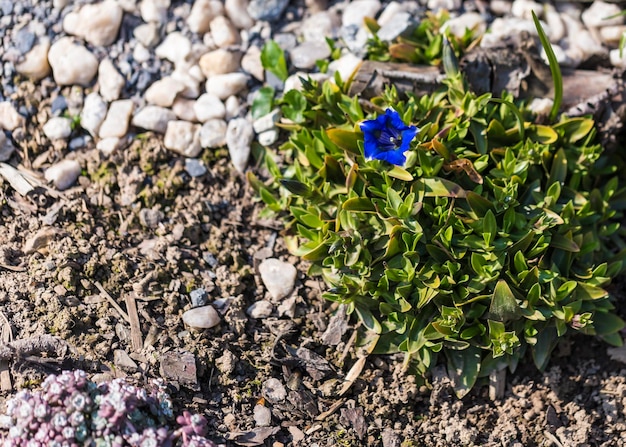 Vista de ángulo alto de una planta con flores púrpuras en el campo