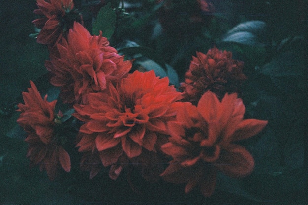 Vista en ángulo alto de una planta con flores rojas