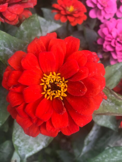 Foto vista en ángulo alto de una planta con flores rojas