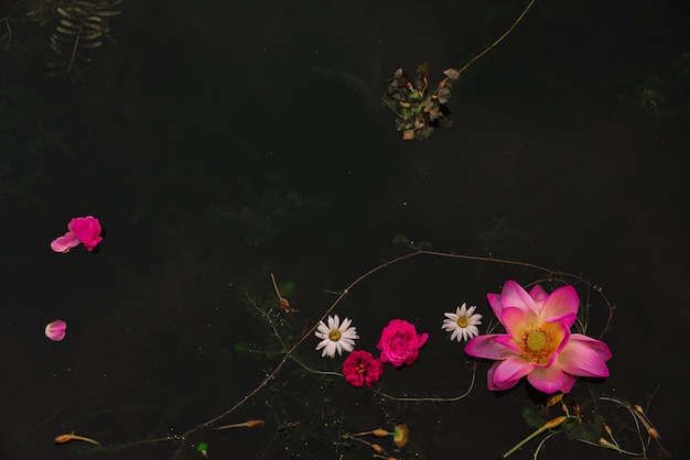 Foto vista en ángulo alto de la planta de flores rosadas loto y lirio