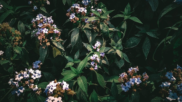 Vista en ángulo alto de una planta con flores