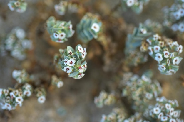 Foto vista en ángulo alto de una planta con flores