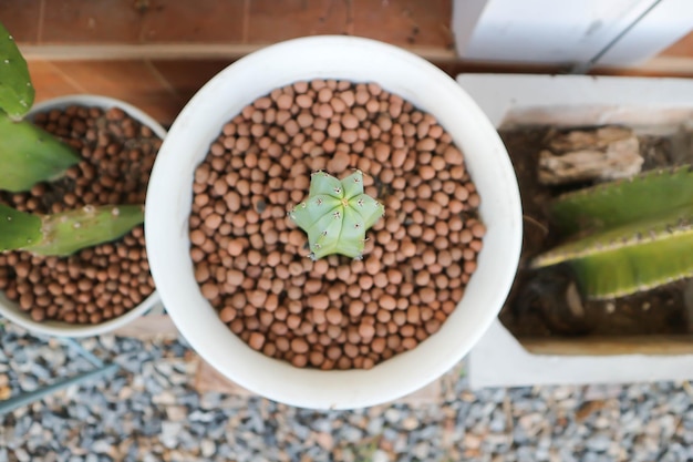 Vista de ángulo alto de una planta en maceta en un recipiente