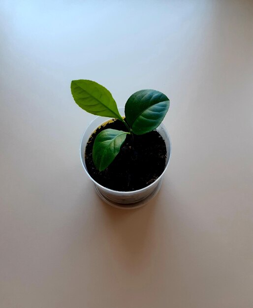 Foto vista de ángulo alto de la planta en olla en la mesa