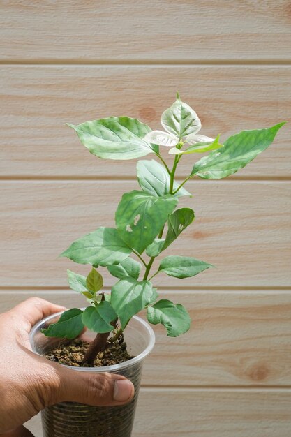 Foto vista de ángulo alto de la planta en olla en la mesa