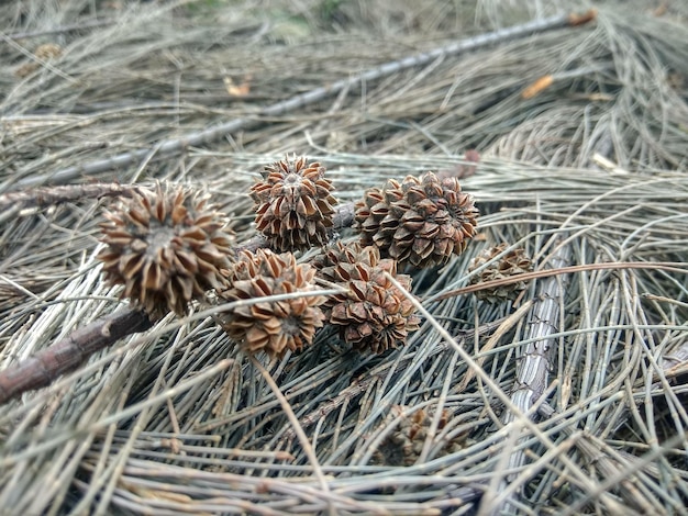 Vista de ángulo alto de la planta seca en el campo