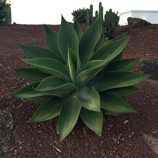 Foto vista de ángulo alto de una planta suculenta en el campo