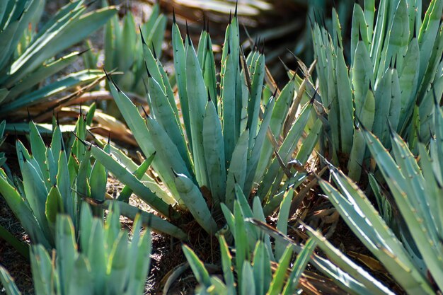 Foto vista de ángulo alto de una planta suculenta en el campo