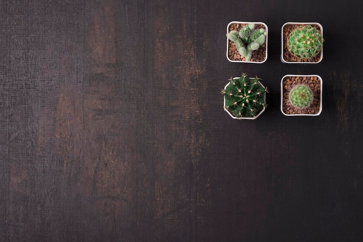 Foto vista de ángulo alto de una planta suculenta en la mesa contra un fondo negro