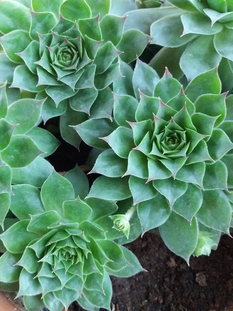 Foto vista en ángulo alto de una planta suculenta