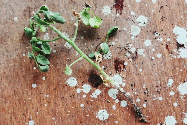 Vista de ángulo alto de la planta de tomate contra la mesa de madera con manchas de pintura