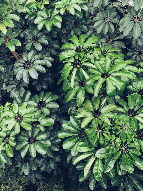 Vista de ángulo alto de la planta verde en el jardín