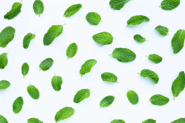 Foto vista en ángulo alto de las plantas contra un fondo blanco