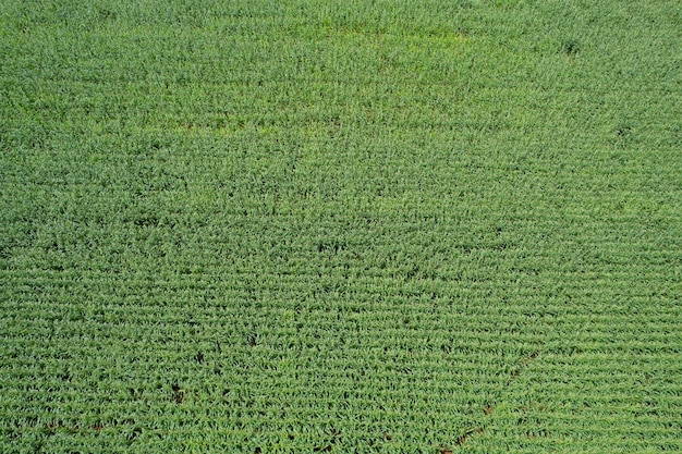 Vista de ángulo alto de las plantas de cultivo de la granja paisaje agradable