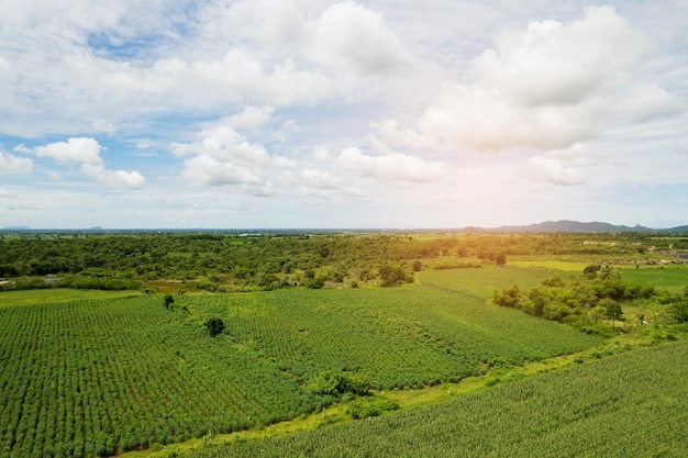 Vista de ángulo alto de las plantas de cultivo de la granja paisaje agradable