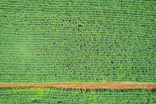 Vista de ángulo alto de las plantas de cultivo de la granja paisaje agradable