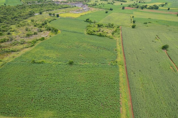 Vista de ángulo alto de las plantas de cultivo de la granja paisaje agradable