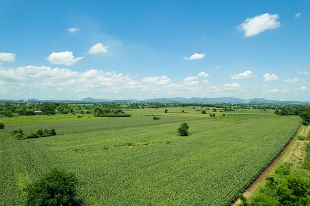 Vista de ángulo alto de las plantas de cultivo de la granja paisaje agradable