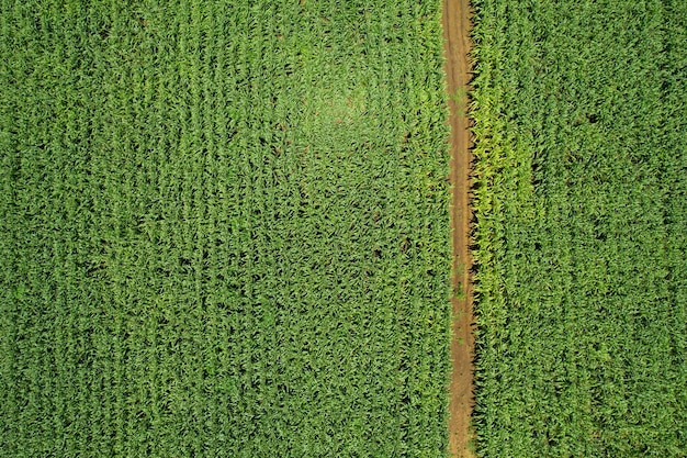 Vista de ángulo alto de las plantas de cultivo de la granja paisaje agradable