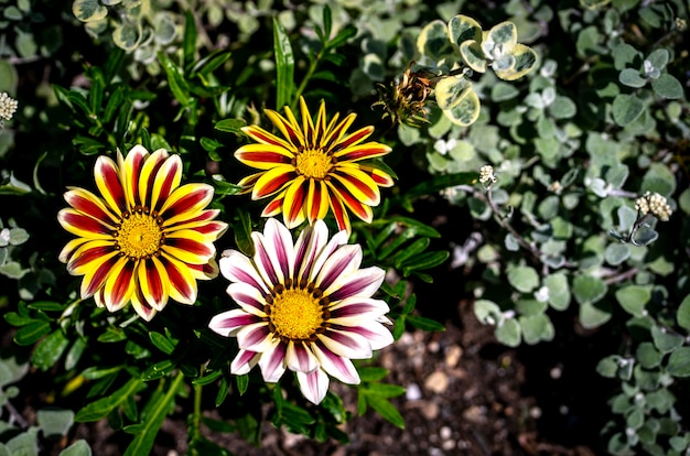 Vista en ángulo alto de las plantas de flores amarillas