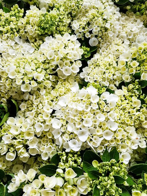 Foto vista en ángulo alto de las plantas de flores blancas