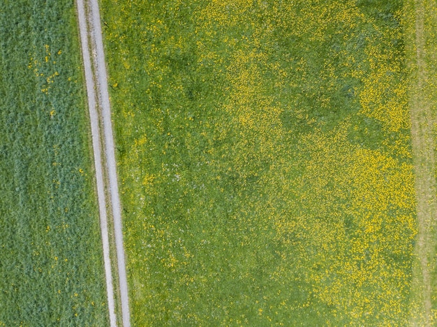 Foto vista en ángulo alto de las plantas con flores en el campo