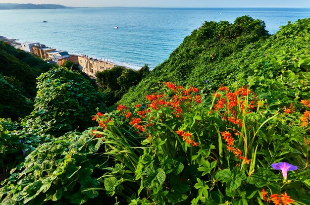 Foto vista en ángulo alto de las plantas con flores desde el mar