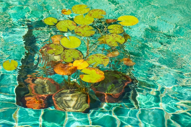 Vista en ángulo alto de las plantas con flores en la piscina