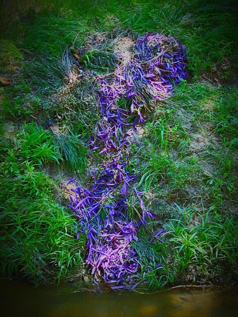 Foto vista de ángulo alto de las plantas con flores púrpuras en el campo