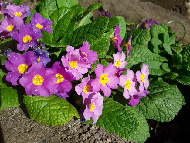 Foto vista en ángulo alto de las plantas con flores púrpuras