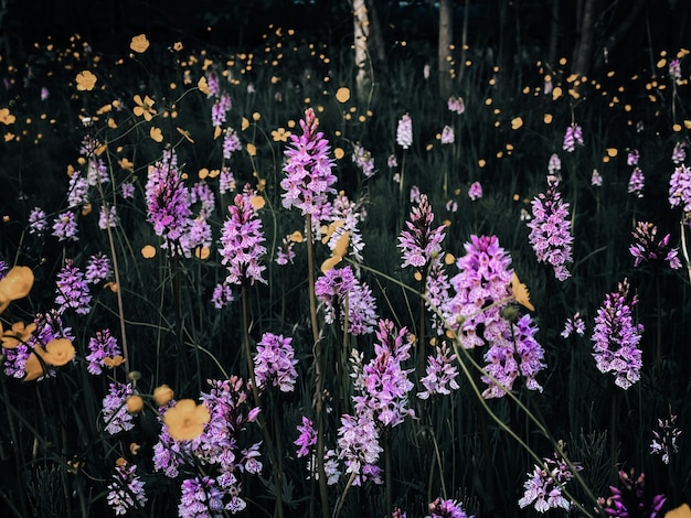 Foto vista en ángulo alto de las plantas con flores púrpuras