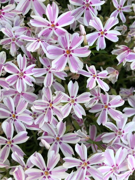 Foto vista en ángulo alto de las plantas con flores púrpuras