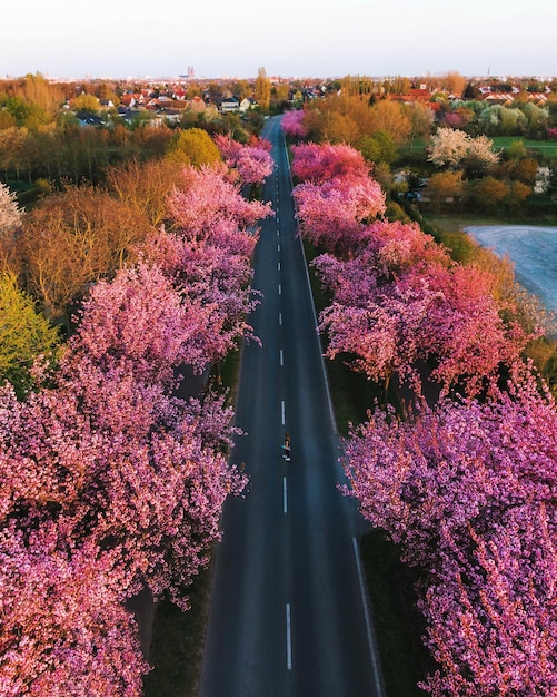 Foto vista de ángulo alto de plantas con flores rosas por árboles en la ciudad