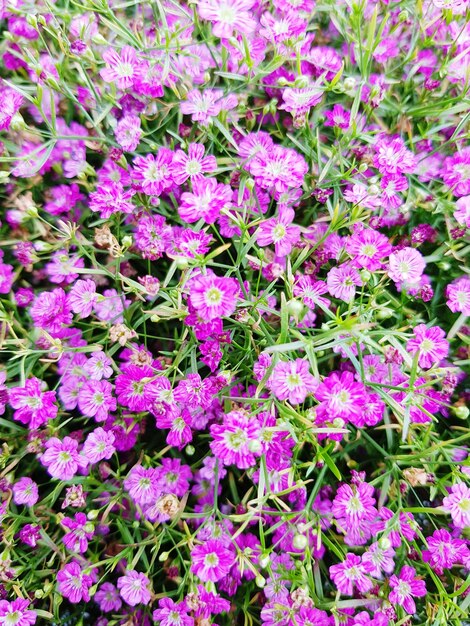 Foto vista en ángulo alto de las plantas con flores rosas