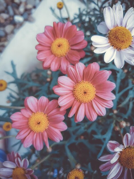 Foto vista en ángulo alto de las plantas con flores rosas